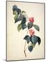 Pd.21-1960 Camellia Japonica, 1793-Pierre-Joseph Redouté-Mounted Giclee Print