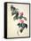 Pd.21-1960 Camellia Japonica, 1793-Pierre-Joseph Redouté-Framed Stretched Canvas