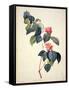 Pd.21-1960 Camellia Japonica, 1793-Pierre-Joseph Redouté-Framed Stretched Canvas