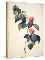 Pd.21-1960 Camellia Japonica, 1793-Pierre-Joseph Redouté-Stretched Canvas