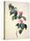 Pd.21-1960 Camellia Japonica, 1793-Pierre-Joseph Redouté-Stretched Canvas