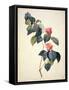 Pd.21-1960 Camellia Japonica, 1793-Pierre-Joseph Redouté-Framed Stretched Canvas