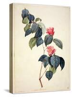 Pd.21-1960 Camellia Japonica, 1793-Pierre-Joseph Redouté-Stretched Canvas