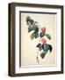 Pd.21-1960 Camellia Japonica, 1793-Pierre-Joseph Redouté-Framed Premium Giclee Print