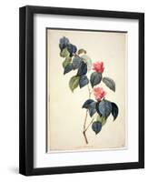 Pd.21-1960 Camellia Japonica, 1793-Pierre-Joseph Redouté-Framed Premium Giclee Print