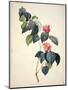 Pd.21-1960 Camellia Japonica, 1793-Pierre-Joseph Redouté-Mounted Premium Giclee Print