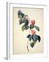 Pd.21-1960 Camellia Japonica, 1793-Pierre-Joseph Redouté-Framed Giclee Print