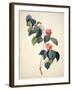 Pd.21-1960 Camellia Japonica, 1793-Pierre-Joseph Redouté-Framed Giclee Print