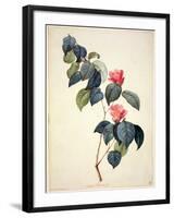 Pd.21-1960 Camellia Japonica, 1793-Pierre-Joseph Redouté-Framed Giclee Print