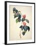 Pd.21-1960 Camellia Japonica, 1793-Pierre-Joseph Redouté-Framed Giclee Print