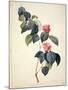 Pd.21-1960 Camellia Japonica, 1793-Pierre-Joseph Redouté-Mounted Giclee Print