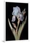 Pd.328-1973 Iris Germanica with Caterpillar and Beetle-Barbara Regina Dietzsch-Framed Giclee Print