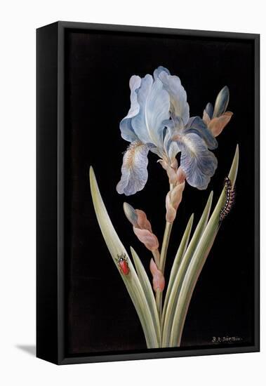 Pd.328-1973 Iris Germanica with Caterpillar and Beetle-Barbara Regina Dietzsch-Framed Stretched Canvas