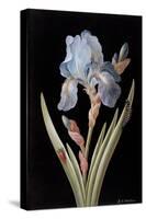 Pd.328-1973 Iris Germanica with Caterpillar and Beetle-Barbara Regina Dietzsch-Stretched Canvas