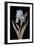 Pd.328-1973 Iris Germanica with Caterpillar and Beetle-Barbara Regina Dietzsch-Framed Premium Giclee Print