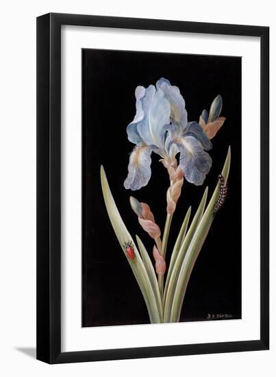 Pd.328-1973 Iris Germanica with Caterpillar and Beetle-Barbara Regina Dietzsch-Framed Premium Giclee Print