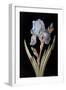 Pd.328-1973 Iris Germanica with Caterpillar and Beetle-Barbara Regina Dietzsch-Framed Premium Giclee Print