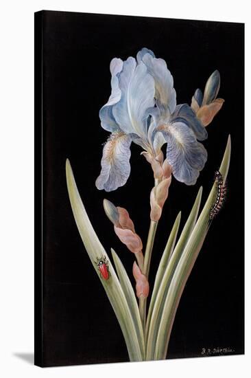 Pd.328-1973 Iris Germanica with Caterpillar and Beetle-Barbara Regina Dietzsch-Stretched Canvas