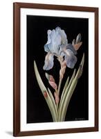 Pd.328-1973 Iris Germanica with Caterpillar and Beetle-Barbara Regina Dietzsch-Framed Giclee Print