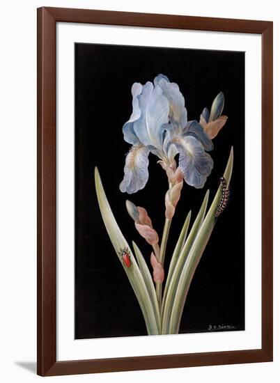 Pd.328-1973 Iris Germanica with Caterpillar and Beetle-Barbara Regina Dietzsch-Framed Giclee Print