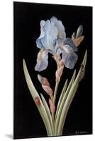 Pd.328-1973 Iris Germanica with Caterpillar and Beetle-Barbara Regina Dietzsch-Mounted Giclee Print