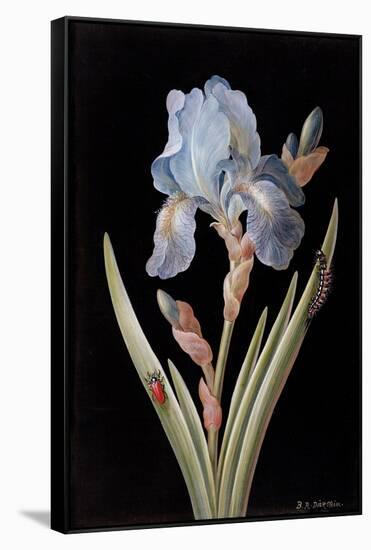 Pd.328-1973 Iris Germanica with Caterpillar and Beetle-Barbara Regina Dietzsch-Framed Stretched Canvas
