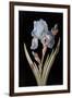 Pd.328-1973 Iris Germanica with Caterpillar and Beetle-Barbara Regina Dietzsch-Framed Premium Giclee Print