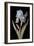 Pd.328-1973 Iris Germanica with Caterpillar and Beetle-Barbara Regina Dietzsch-Framed Giclee Print