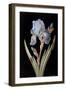 Pd.328-1973 Iris Germanica with Caterpillar and Beetle-Barbara Regina Dietzsch-Framed Giclee Print