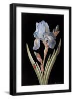 Pd.328-1973 Iris Germanica with Caterpillar and Beetle-Barbara Regina Dietzsch-Framed Giclee Print