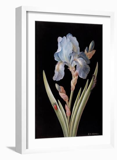 Pd.328-1973 Iris Germanica with Caterpillar and Beetle-Barbara Regina Dietzsch-Framed Giclee Print