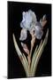 Pd.328-1973 Iris Germanica with Caterpillar and Beetle-Barbara Regina Dietzsch-Mounted Giclee Print