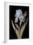 Pd.328-1973 Iris Germanica with Caterpillar and Beetle-Barbara Regina Dietzsch-Framed Giclee Print