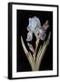 Pd.328-1973 Iris Germanica with Caterpillar and Beetle-Barbara Regina Dietzsch-Framed Giclee Print