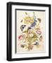 Pd.912-1973 Still Life of Flowers Including a Parrot Tulip, Larkspur, Sweet William, Gentian and…-Thomas Robins-Framed Giclee Print