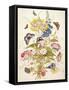 Pd.912-1973 Still Life of Flowers Including a Parrot Tulip, Larkspur, Sweet William, Gentian and…-Thomas Robins-Framed Stretched Canvas