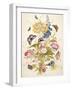 Pd.912-1973 Still Life of Flowers Including a Parrot Tulip, Larkspur, Sweet William, Gentian and…-Thomas Robins-Framed Giclee Print