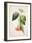 Pd.993-1973 Thorn Apple Flower from Ecuador, Datura Rosei-Augusta Innes Withers-Framed Giclee Print