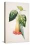 Pd.993-1973 Thorn Apple Flower from Ecuador, Datura Rosei-Augusta Innes Withers-Stretched Canvas