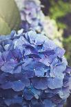 Blue Hydrangea in the Garden-pdb1-Photographic Print