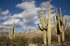 Desert Cactus With An Artistic Texture Overlay-pdb1-Stretched Canvas