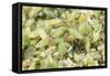 Pea Aphids Huge Swarm-null-Framed Stretched Canvas