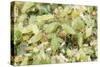 Pea Aphids Huge Swarm-null-Stretched Canvas