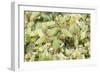 Pea Aphids Huge Swarm-null-Framed Photographic Print
