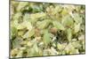 Pea Aphids Huge Swarm-null-Mounted Photographic Print