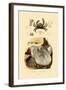 Pea Crab, 1833-39-null-Framed Giclee Print