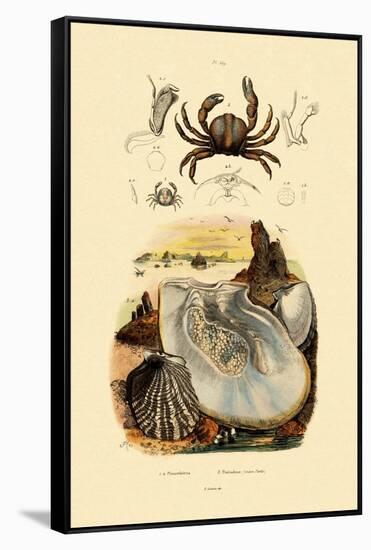 Pea Crab, 1833-39-null-Framed Stretched Canvas