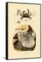 Pea Crab, 1833-39-null-Framed Stretched Canvas