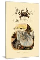 Pea Crab, 1833-39-null-Stretched Canvas