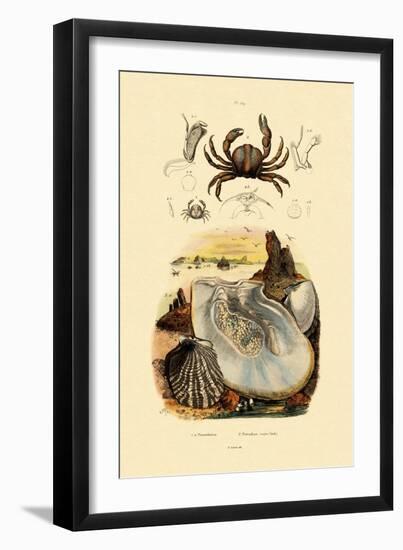 Pea Crab, 1833-39-null-Framed Giclee Print